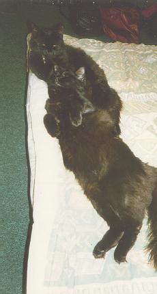 Another cute picture of the cats