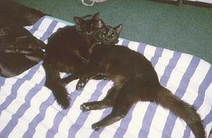 Cute picture of my cats